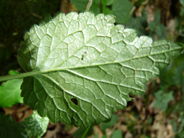 Verso des feuilles. Agrandir dans une nouvelle fenêtre (ou onglet)